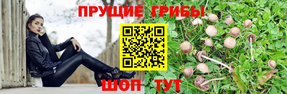 Псилоцибиновые грибы GOLDEN TEACHER Каменка